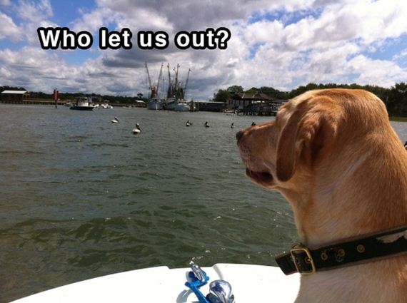 dog_shower_thoughts