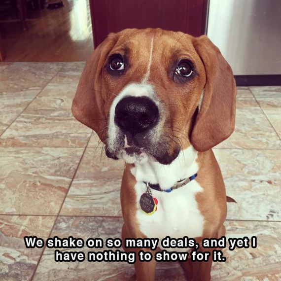 dog_shower_thoughts