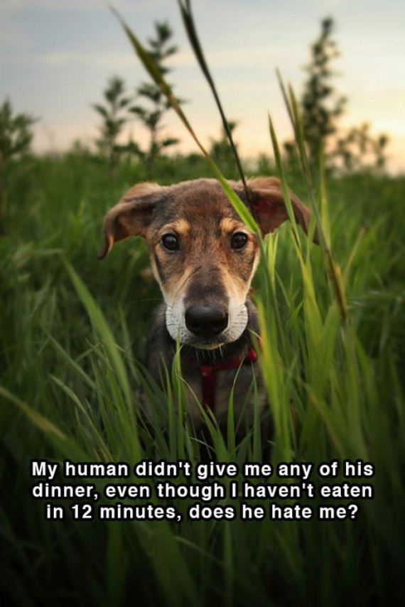 dog_shower_thoughts