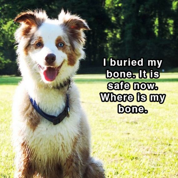 dog_shower_thoughts