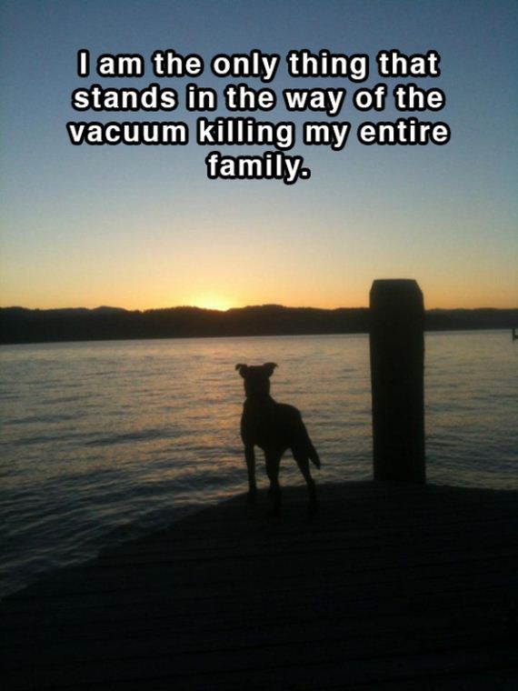 dog_shower_thoughts