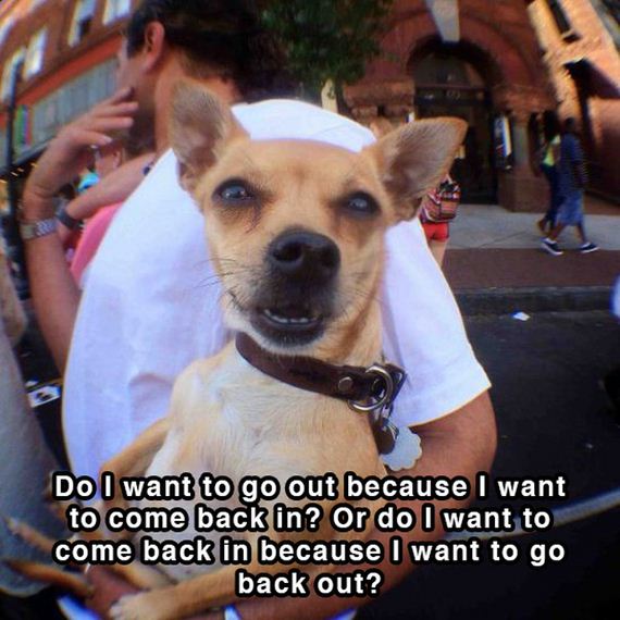dog_shower_thoughts