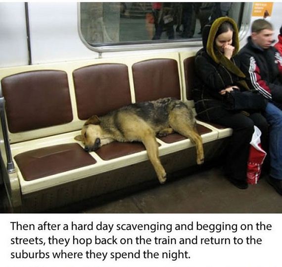 dogs_in_russia