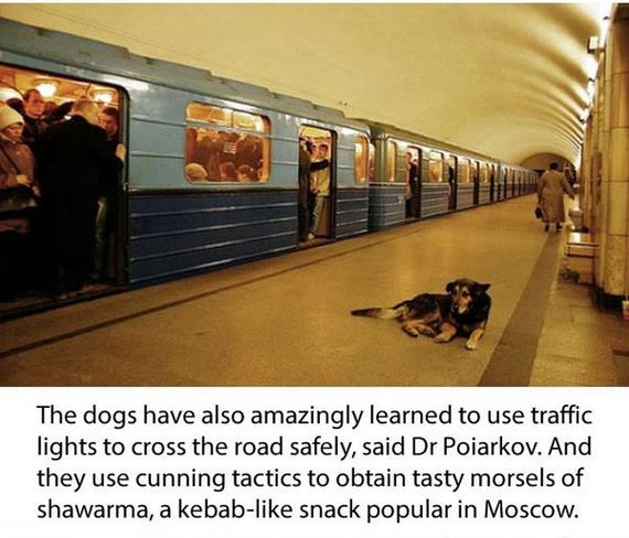 dogs_in_russia