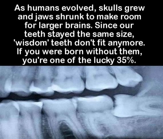 facts_to_fill_your_brain