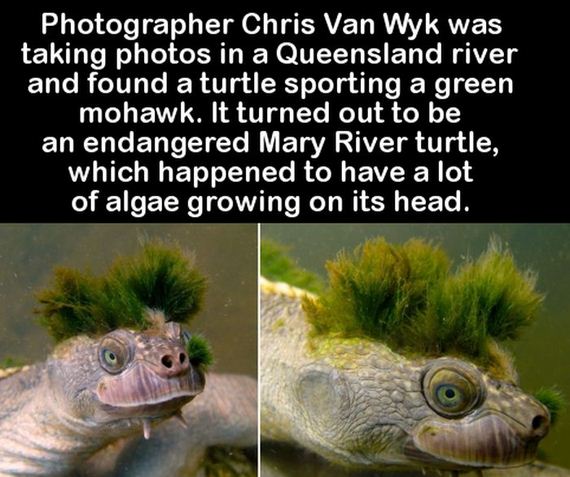 facts_to_fill_your_brain
