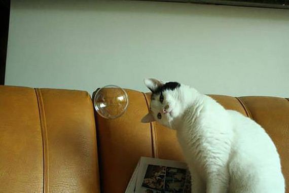 funny-pictures-1070