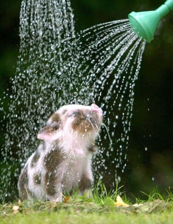funny-pictures-1070