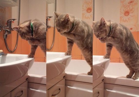 funny-pictures-1070