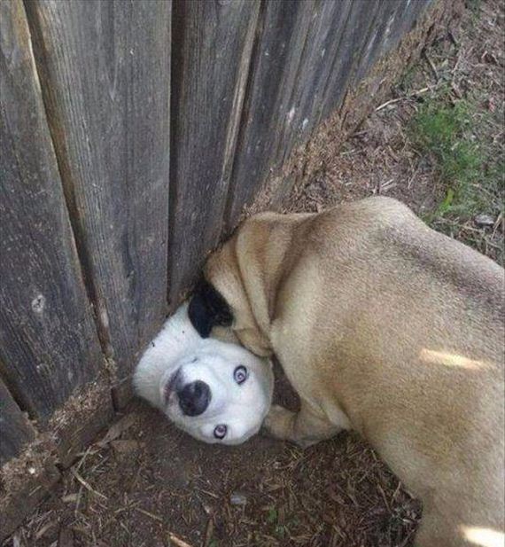 funny-pictures-1070