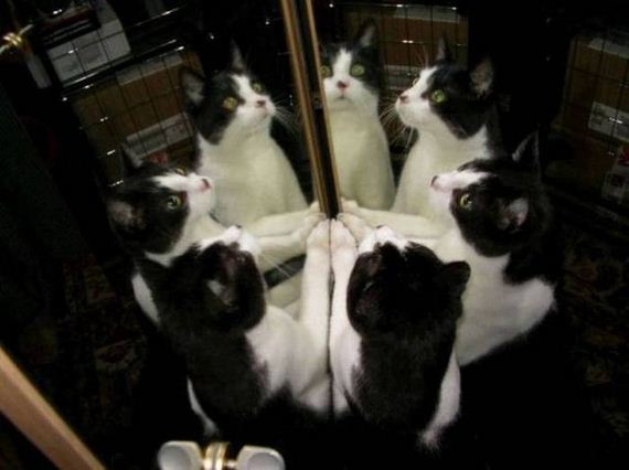funny-pictures-1071