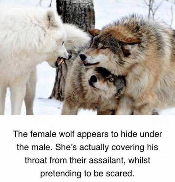 funny-pictures-1072
