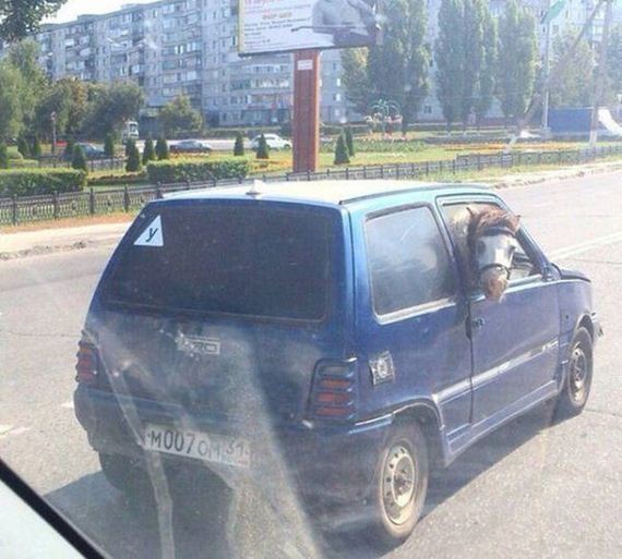 funny-pictures-1073