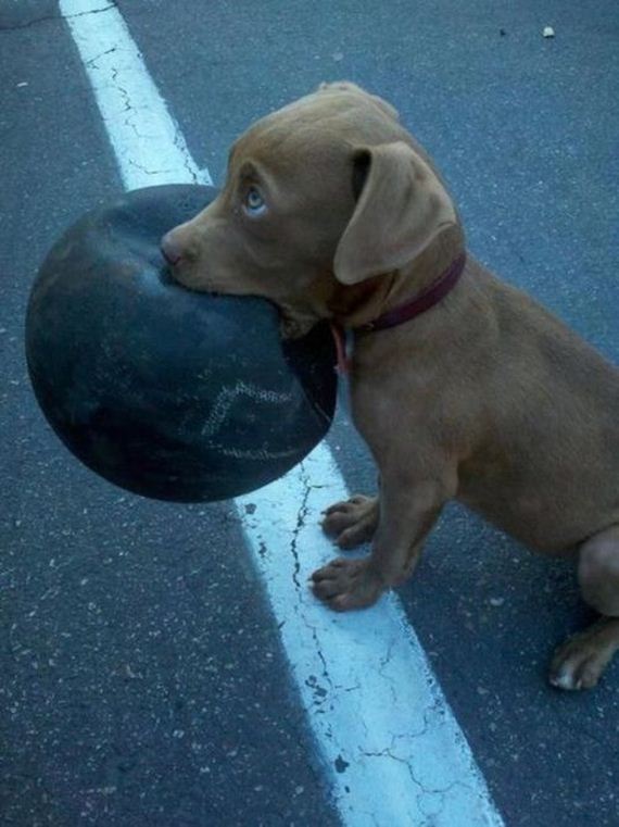 funny-pictures-1074
