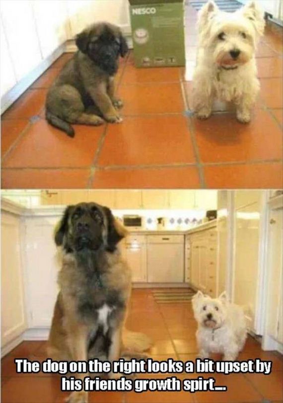 funny-pictures-1075