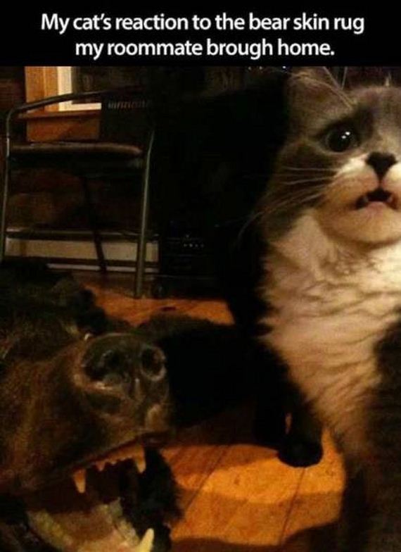funny-pictures-1076