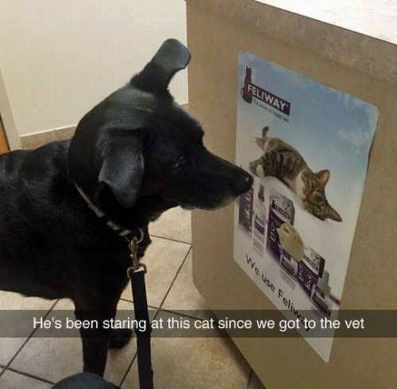 funny-pictures-1076