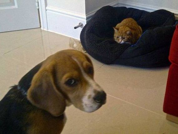 funny-pictures-1077