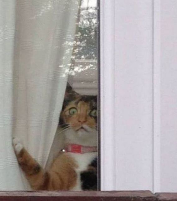 funny-pictures-1077