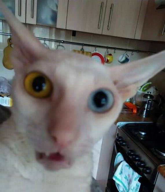 funny-pictures-1078