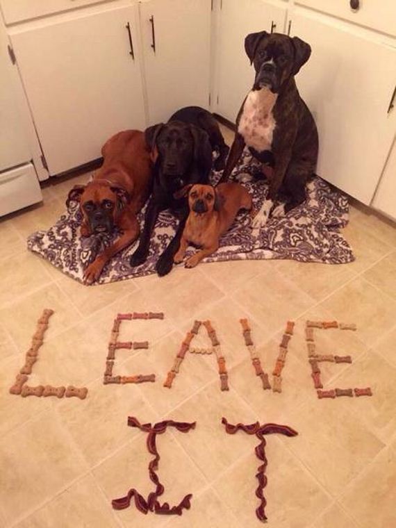 funny-pictures-1078