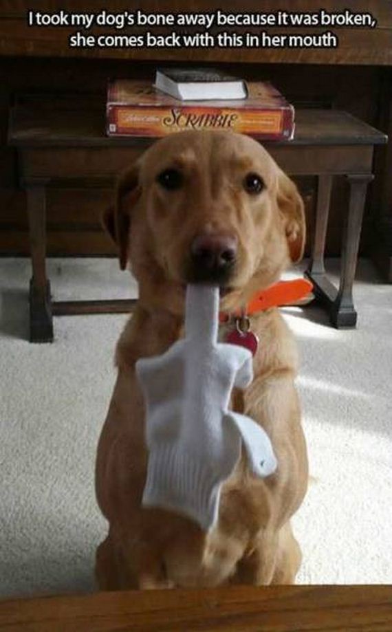 funny-pictures-1078