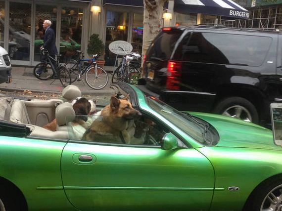 funny-pictures-1079