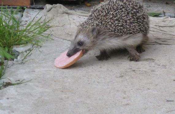 funny-pictures-1079