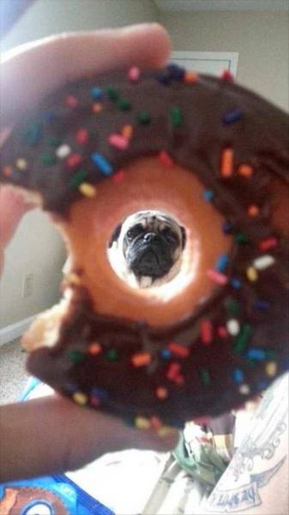 funny-pictures-1079