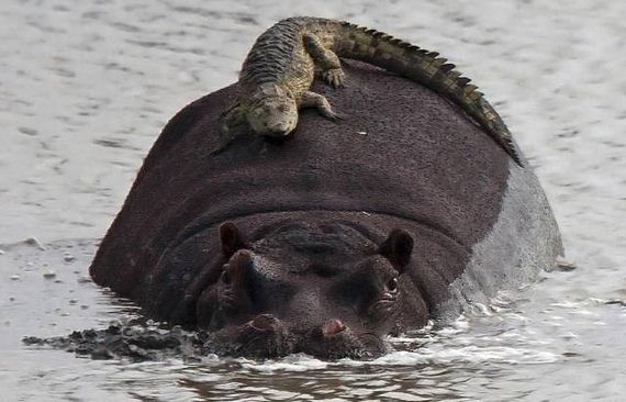funny-pictures-1081