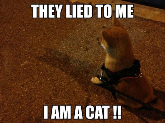 funny-pictures-1081