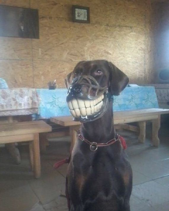 funny-pictures-1081