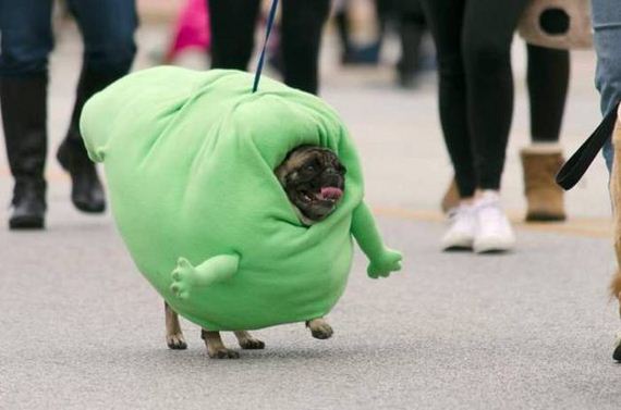 funny-pictures-1082