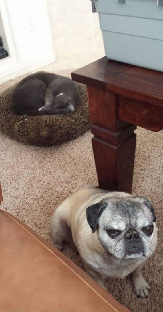 funny-pictures-1082