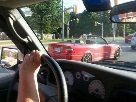 funny-pictures-1084