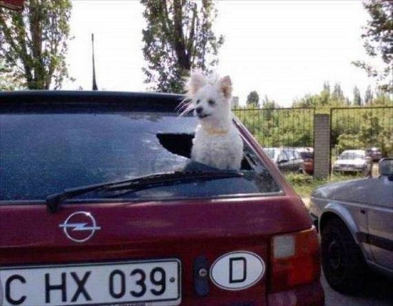 funny-pictures-1084