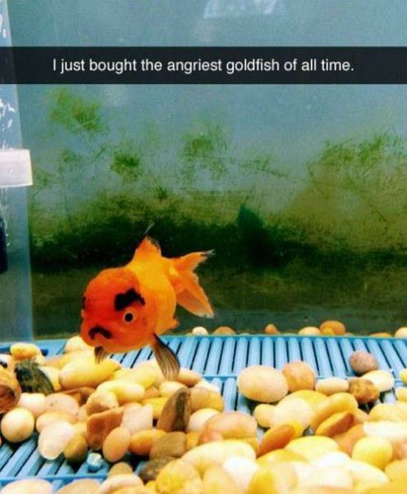 funny-pictures-1084