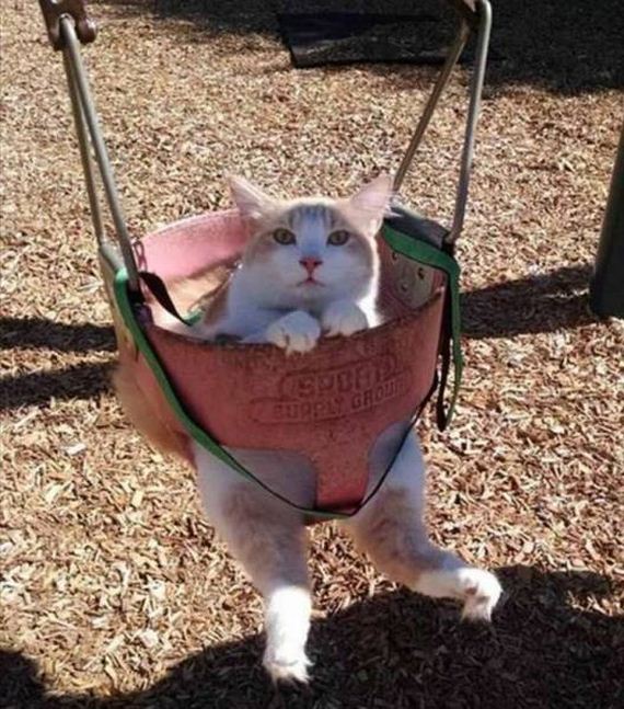 funny-pictures-1084