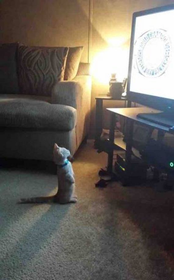funny-pictures-1084