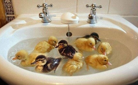 funny-pictures-1085