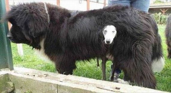 funny-pictures-1085