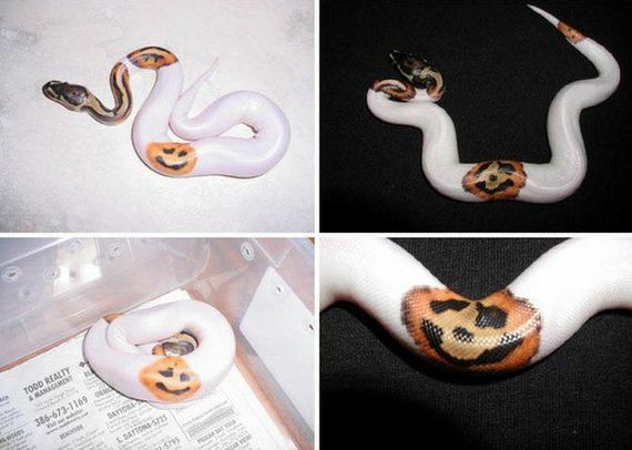 funny-pictures-1085