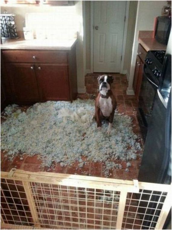 funny-pictures-1085