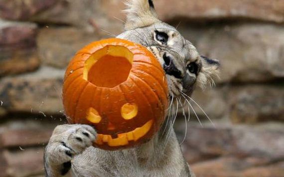 funny-pictures-1086