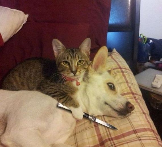 funny-pictures-1086