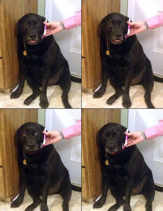 funny-pictures-1086
