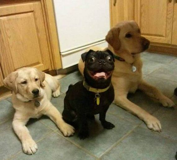 funny-pictures-1087