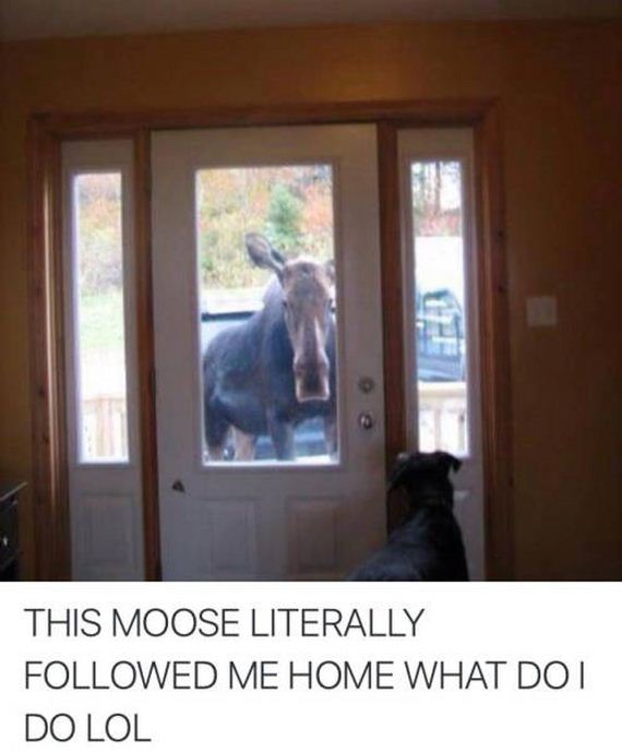 funny-pictures-1087