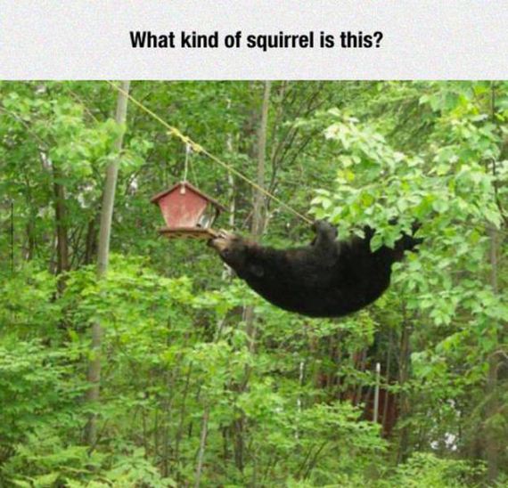 funny-pictures-1087