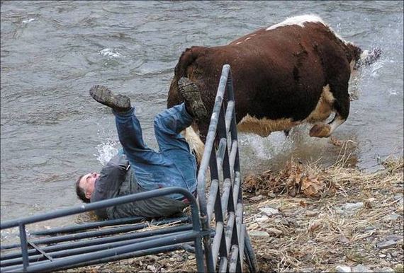 funny-pictures-1088